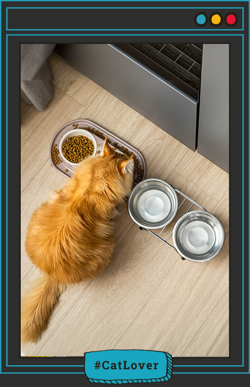 alimentación para la salud intestinal de gatos